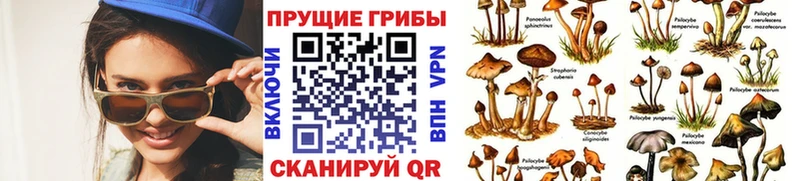 Псилоцибиновые грибы Psilocybe  Ревда 